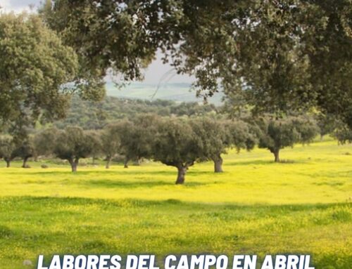 LABORES DEL CAMPO EN ABRIL EN DON BENITO Y CÓMO ELEGIR LA MEJOR MAQUINARIA CON COMERCIAL LLANOS