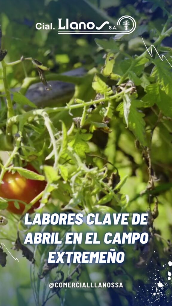 Labores clave de abril en el campo extremeño